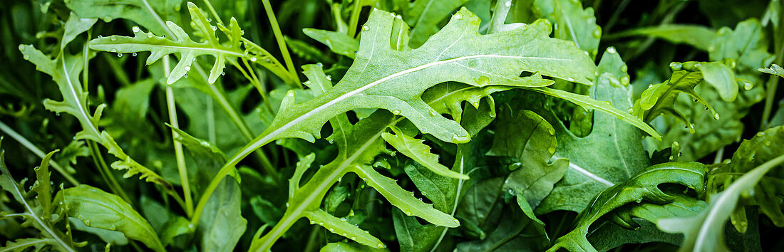 Gemüseproduktion Rucola