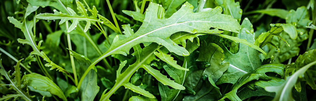 Gemüseproduktion Rucola