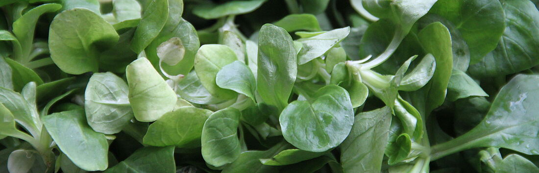 Gemüseproduktion Feldsalat
